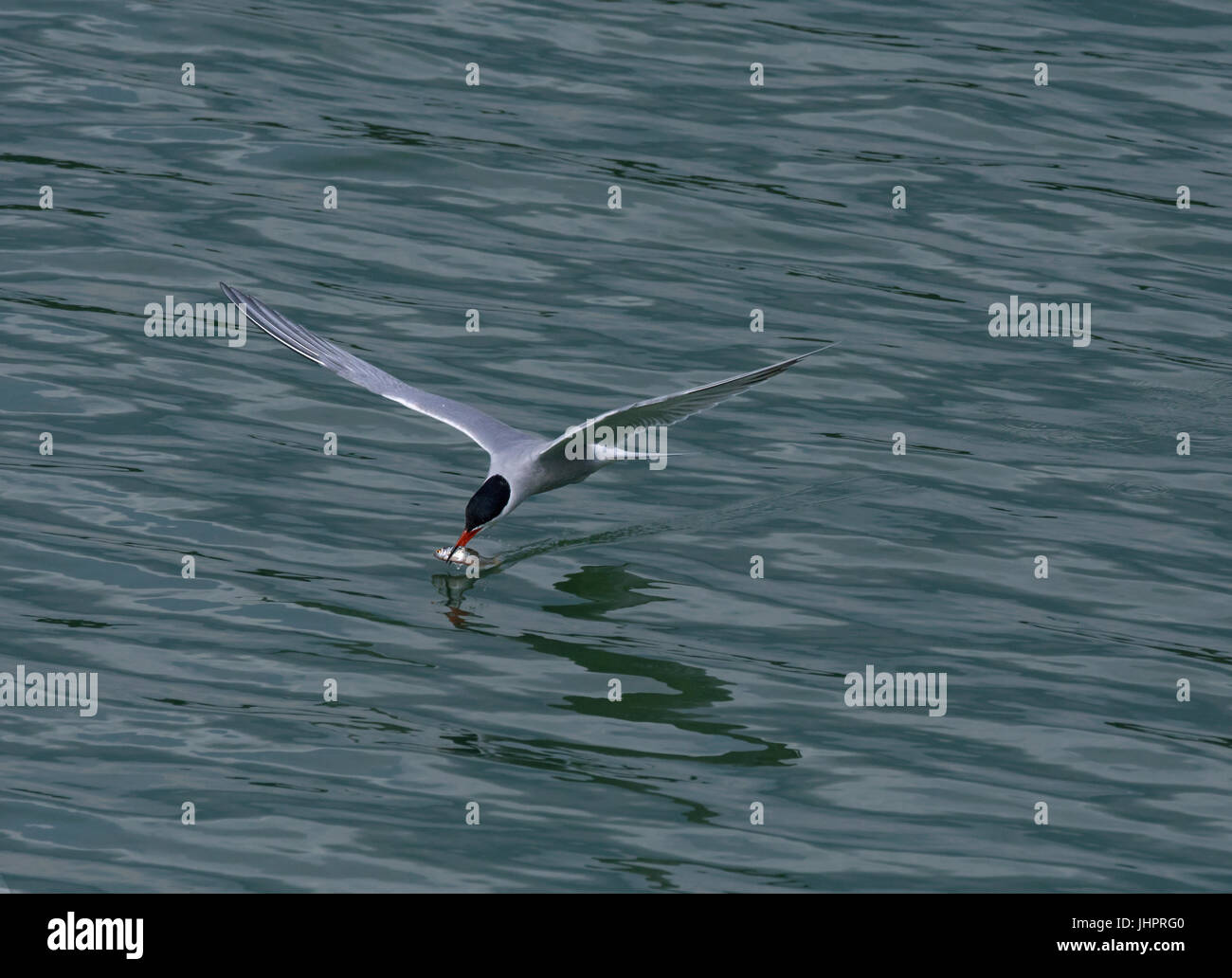 Common tern, Sterna hirundo, in volo con la preda Foto Stock
