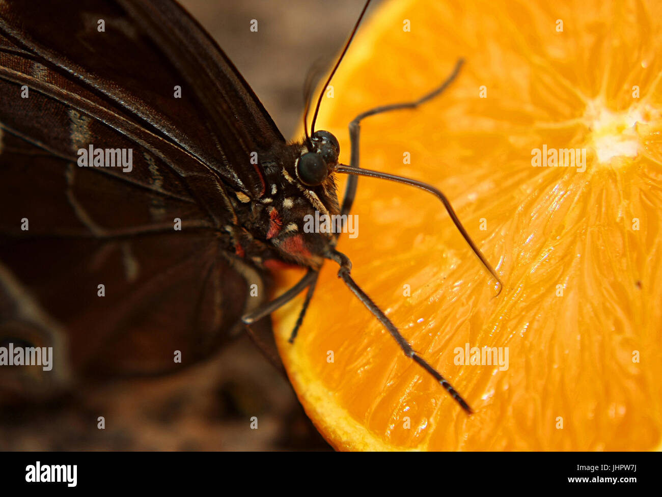 La farfalla introduce la proboscide nell'agrume Foto Stock