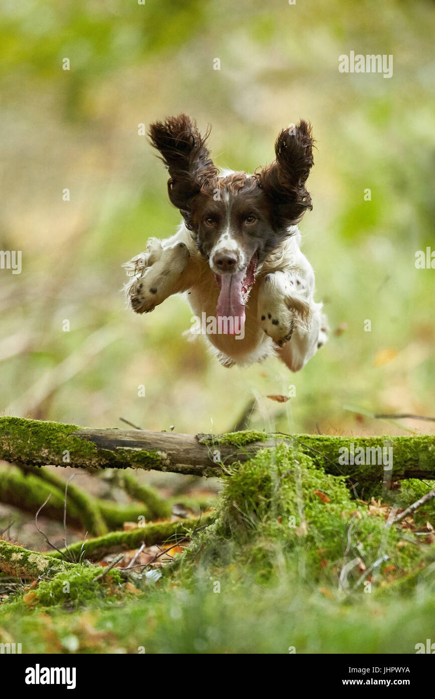 English Springer Spaniel in impostazione di bosco Foto Stock