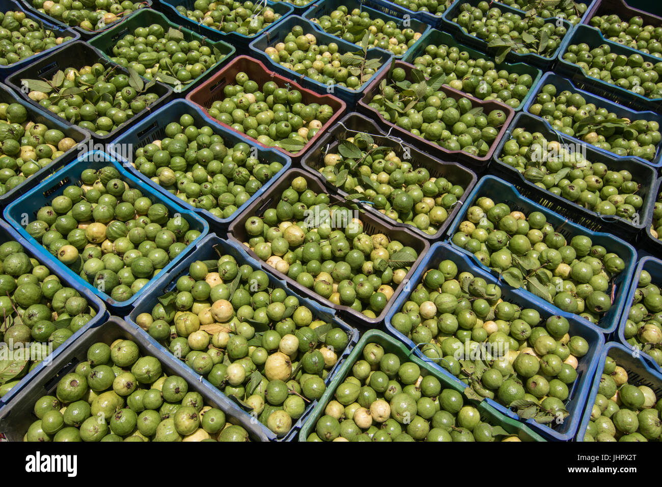 Tra alcuni dei più affascinanti cose nella regione sudoccidentale del Bangladesh è la bellissima floating guaiava mercato di Swarupkathi di Pirojpur. E tutto questo è cominciato 125 anni fa quando uno Purno Mondal da Nesarabad upazila riportato alcuni guaiava semi da Goya e li piantate nel suo villaggio home. Guaiava è stato un hit culinario con la località e la sua fama si è gradualmente diffusa in tutto il paese. (Foto di Azim Khan Ronnie / Pacific Stampa) Foto Stock