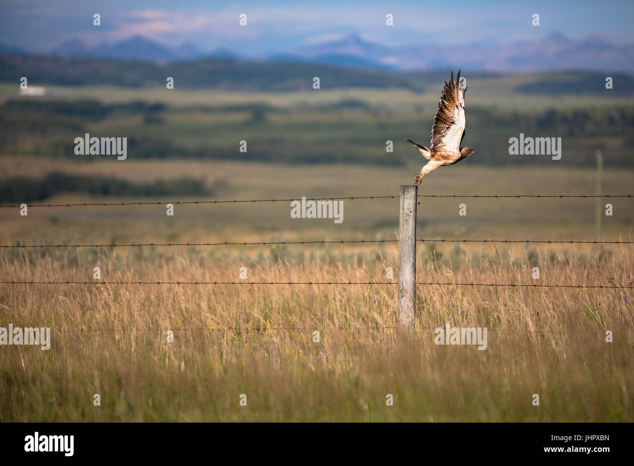 Un grande rosso-tailed hawk si trova appollaiato sul palo da recinzione in cerca di mattina presto preda. Foto Stock