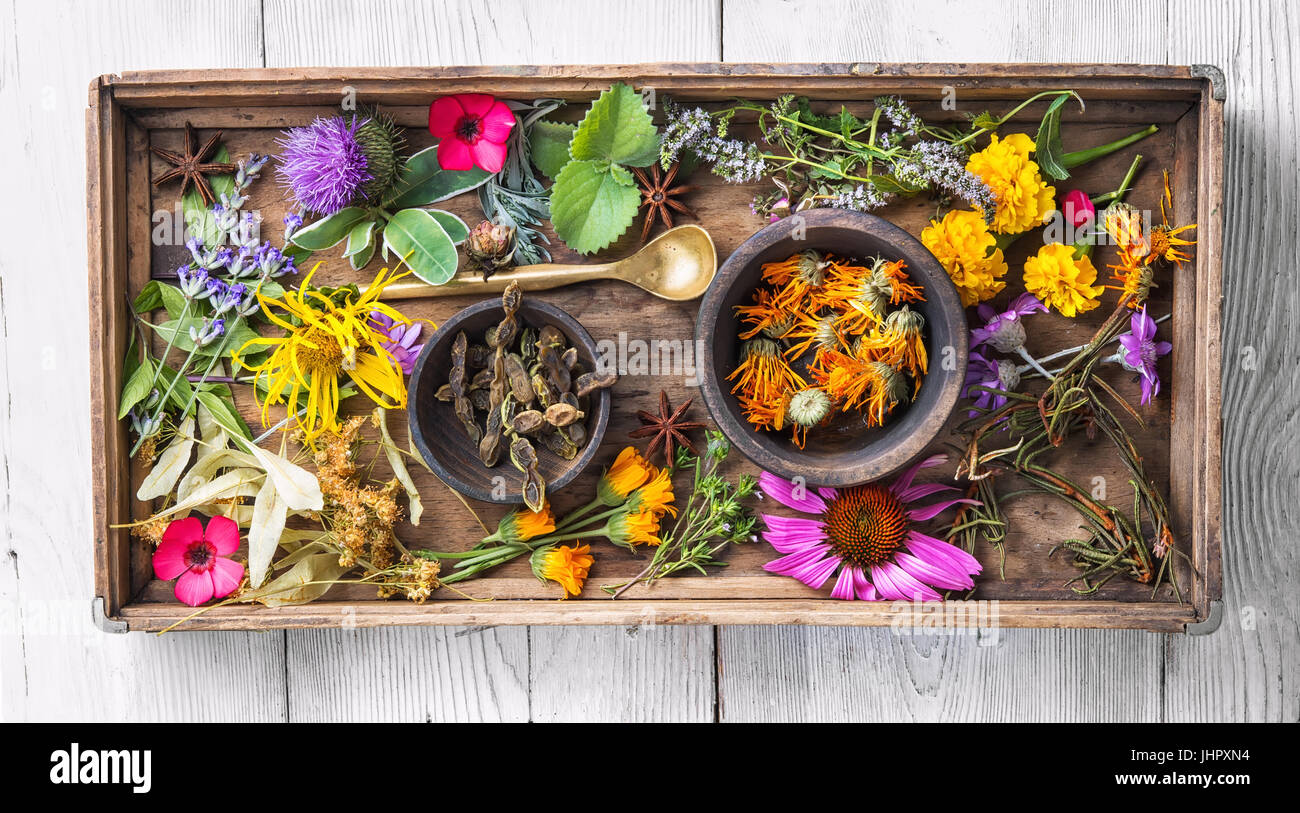 Set di erbe, piante e infiorescenze in una scatola di legno Foto Stock