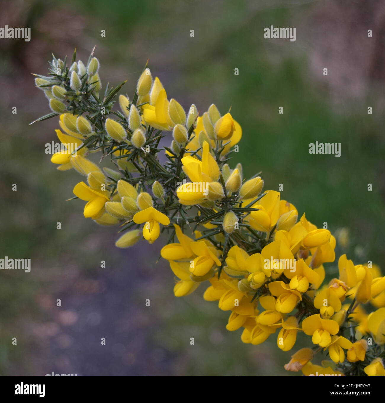 Primo piano del giallo gorse fiore e fuori fuoco sfondo brughiera Foto Stock