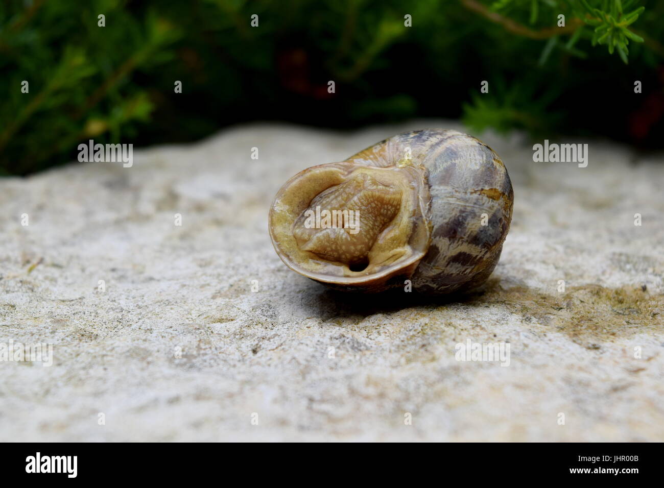 Snail giacente su di esso con la schiena su una pietra grezza con fogliame verde in background Foto Stock