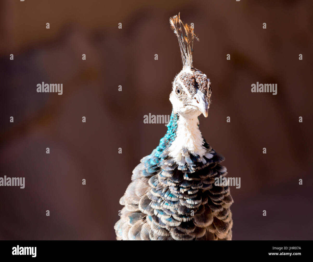 Primo piano di una Peahen (peafowl) fissando il viewer Foto Stock