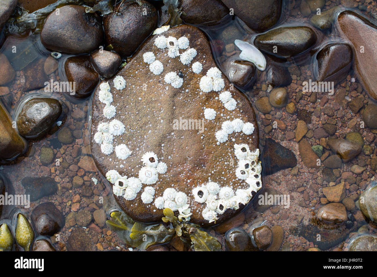Cirripedi sulla roccia a bassa marea Foto Stock
