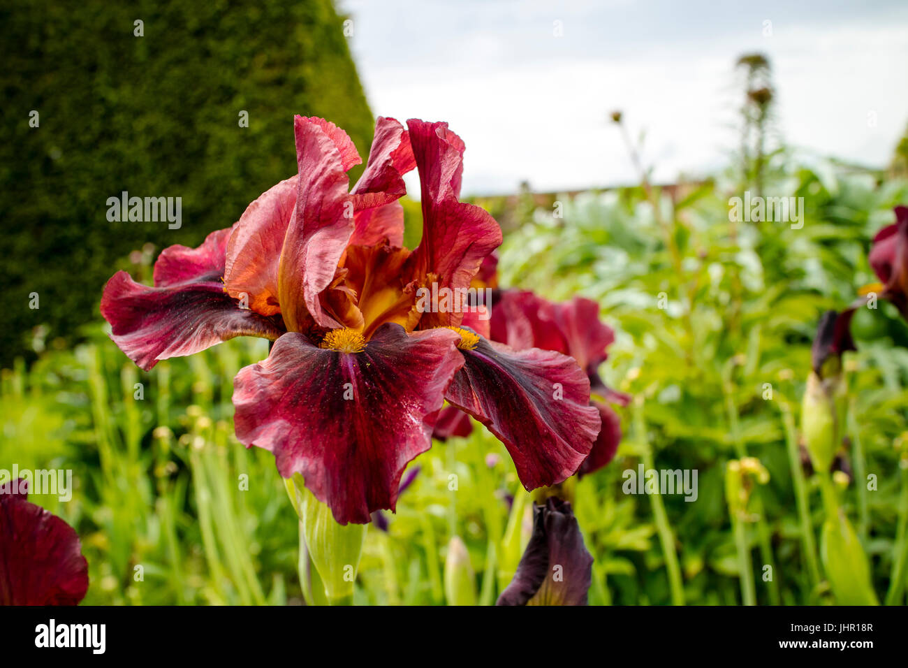 Deep Color Borgogna barbuto Iris in un giardino di piante erbacee confine. Foto Stock