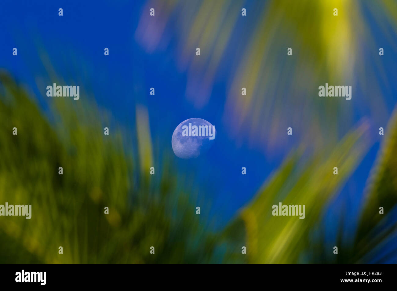 Luna bianca nel cielo blu dietro alcune foglie di palma Foto Stock
