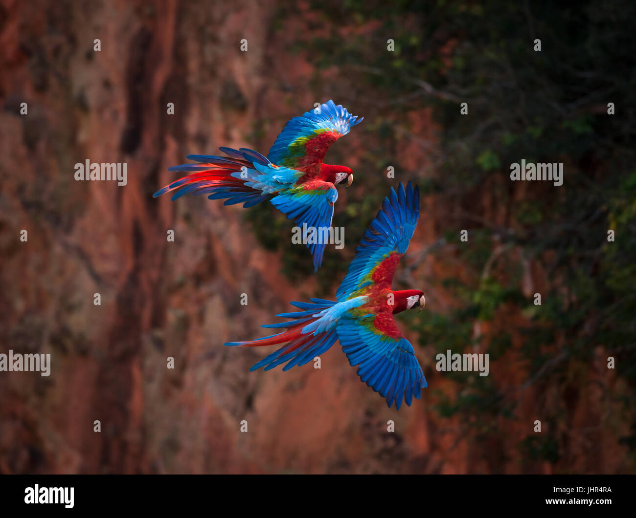 Una coppia di rosso-verde macaws battenti all'interno di una dolina Foto Stock