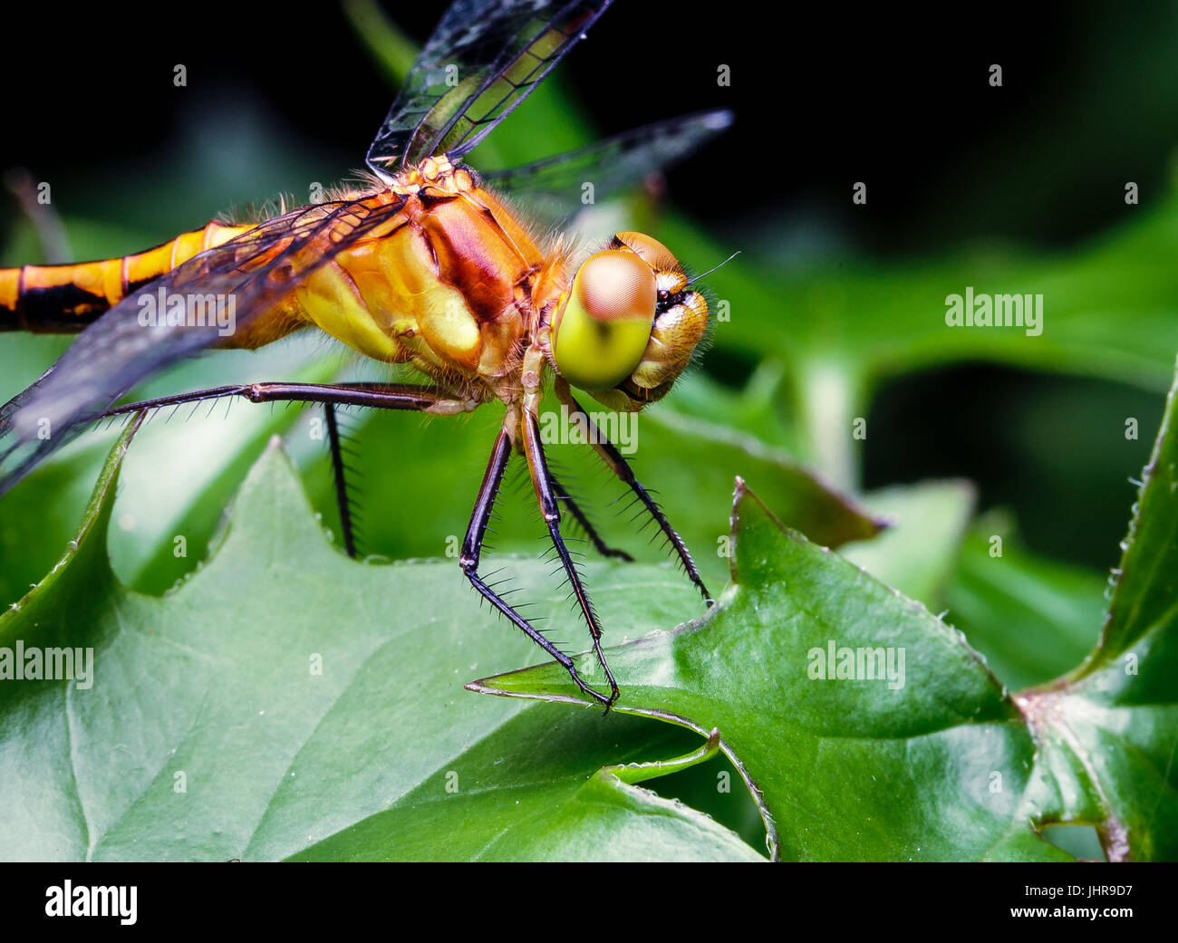 Grande giallo dragon fly pearched su alcune foglie in un vaso di fiori. L'insetto gli occhi, bocca e i peli sono chiaramente visibili. Foto Stock