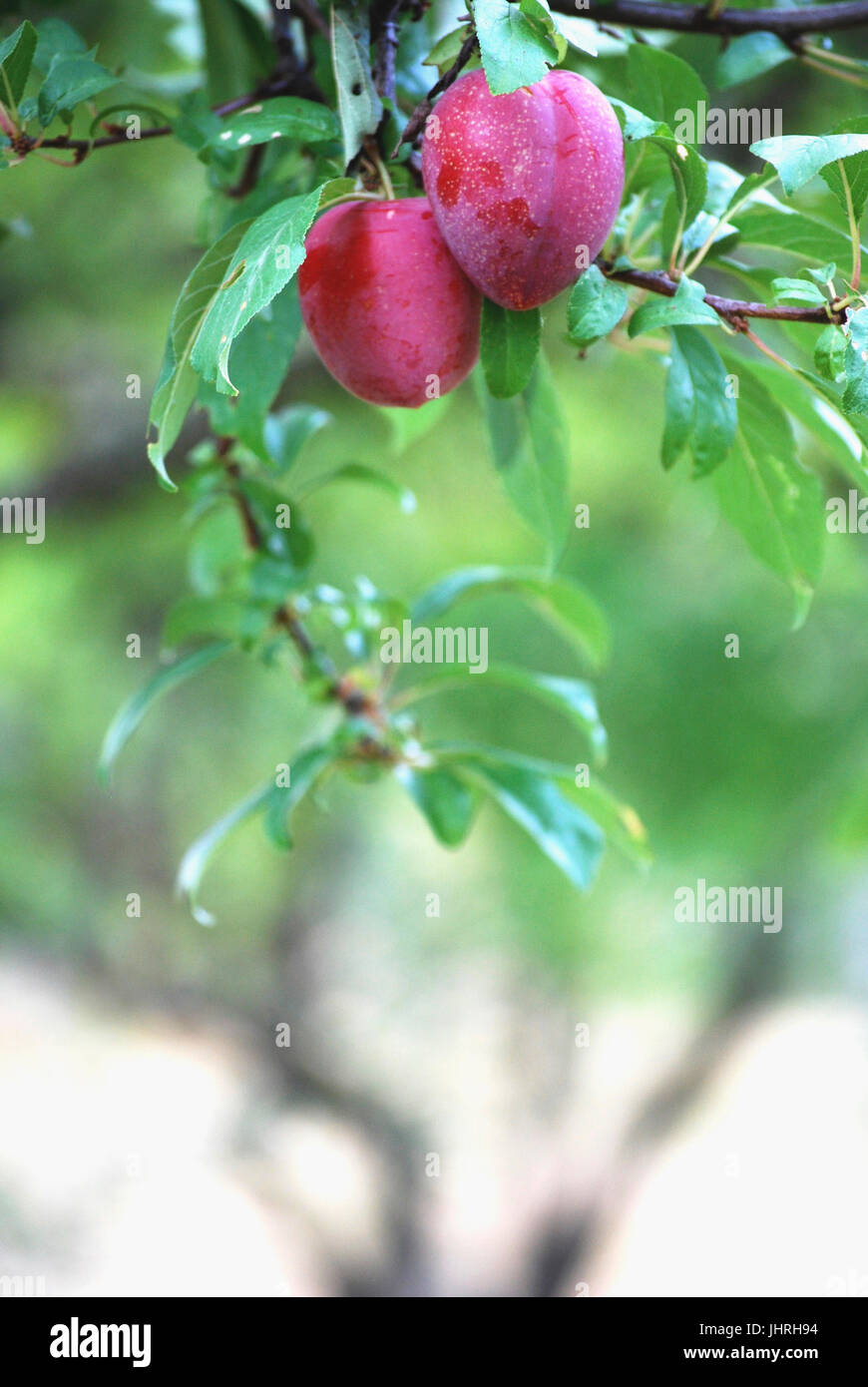 Susine mature appesi ad un albero in un frutteto, Bainbridge Island, WA. Stati Uniti d'America Foto Stock