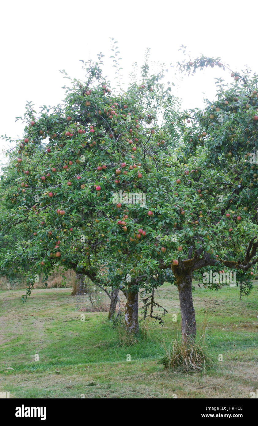 Alberi di mele del frutteto a Johnson Farm, Bainbridge Island, WA. Stati Uniti d'America Foto Stock