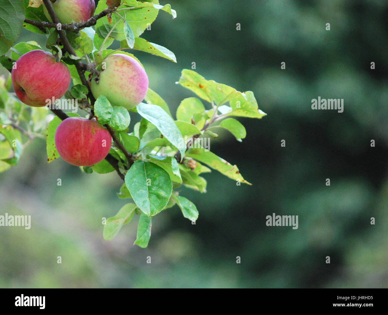 Alberi di mele del frutteto a Johnson Farm, Bainbridge Island, WA. Stati Uniti d'America Foto Stock