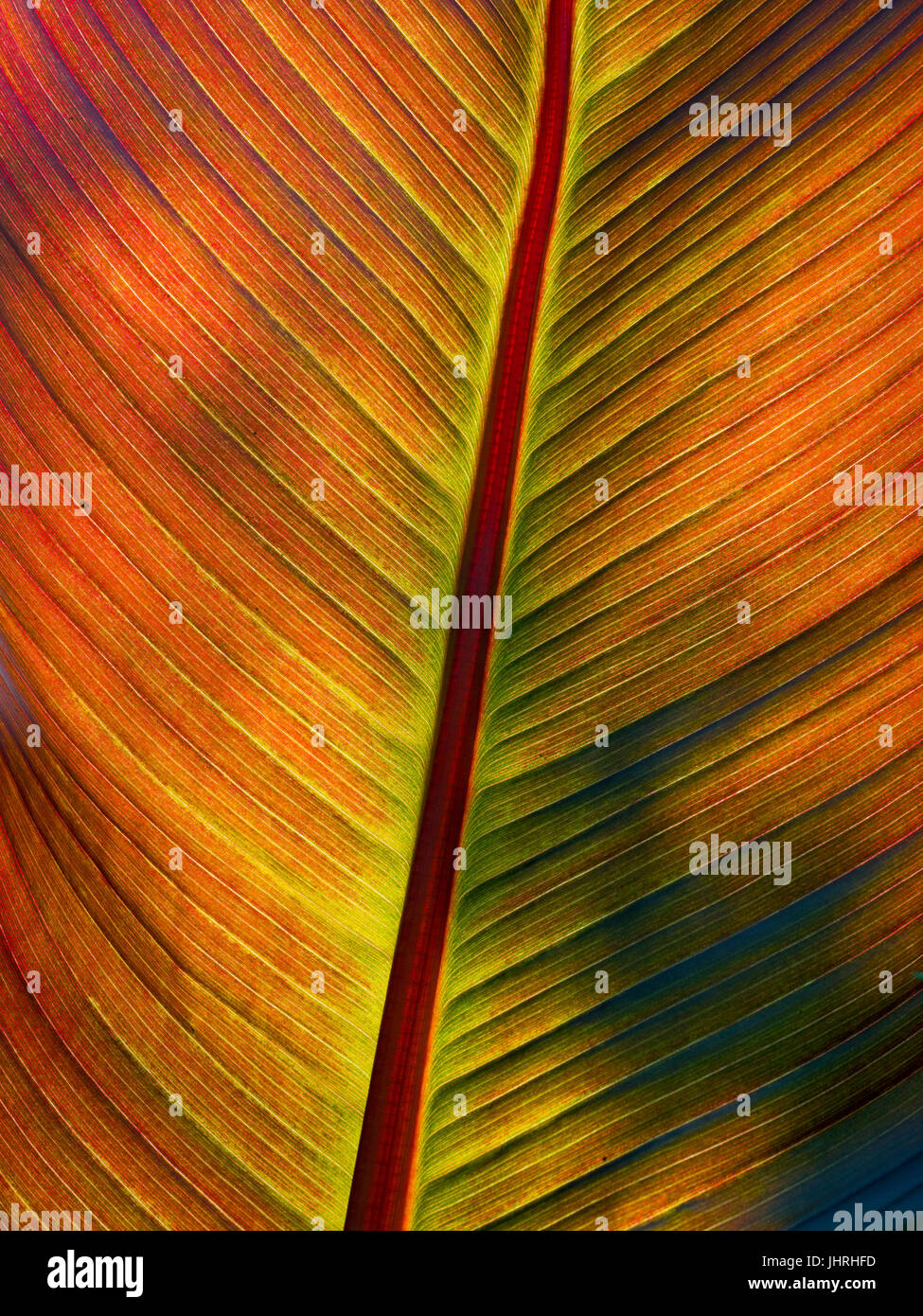Tropicano Canna lily leaf Foto Stock
