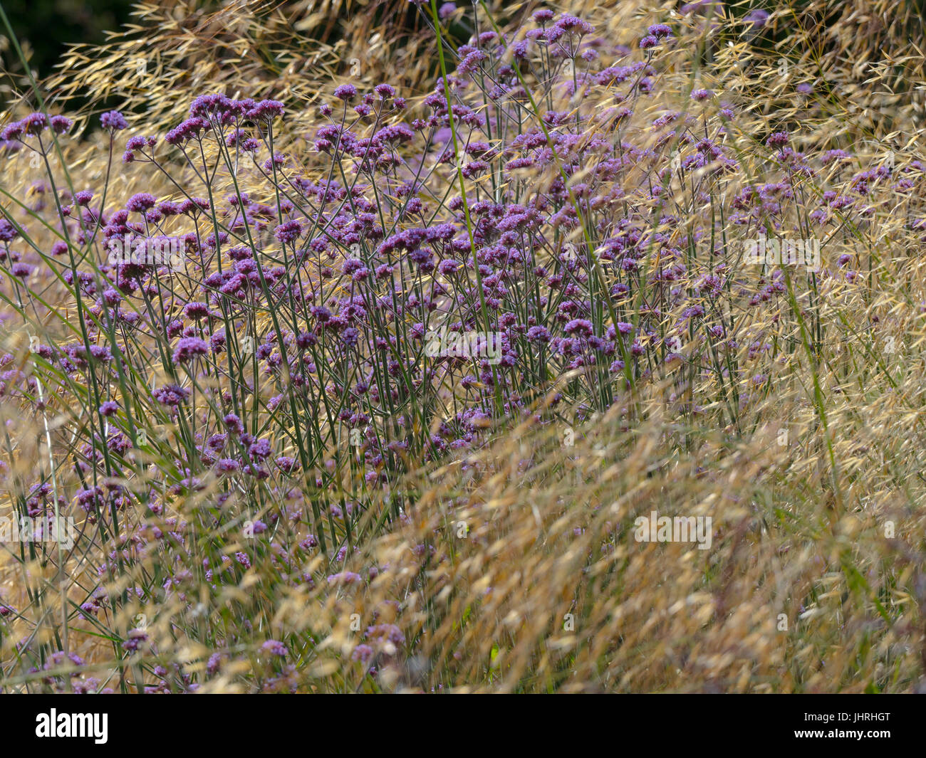 Verbena bonariensis e l'erba Stipa giganta a bordo del giardino Foto Stock