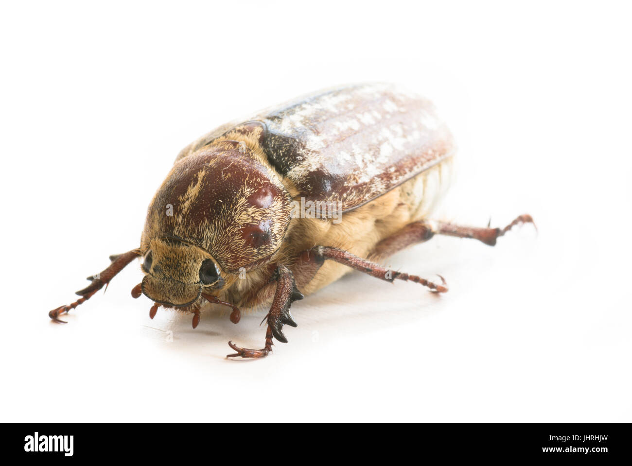 Femmina Polyphylla fullo Foto Stock