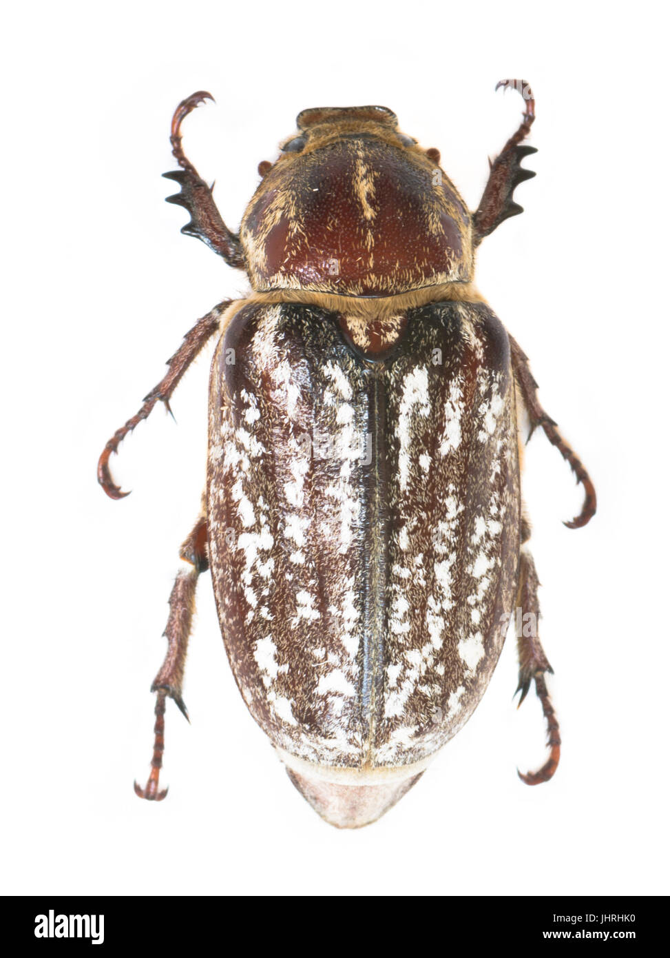 Femmina Polyphylla fullo Foto Stock
