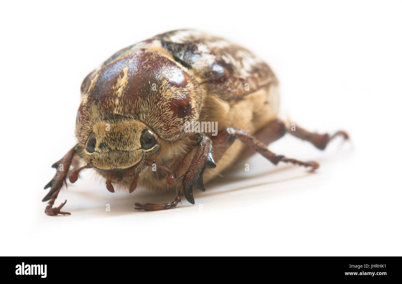 Femmina Polyphylla fullo Foto Stock