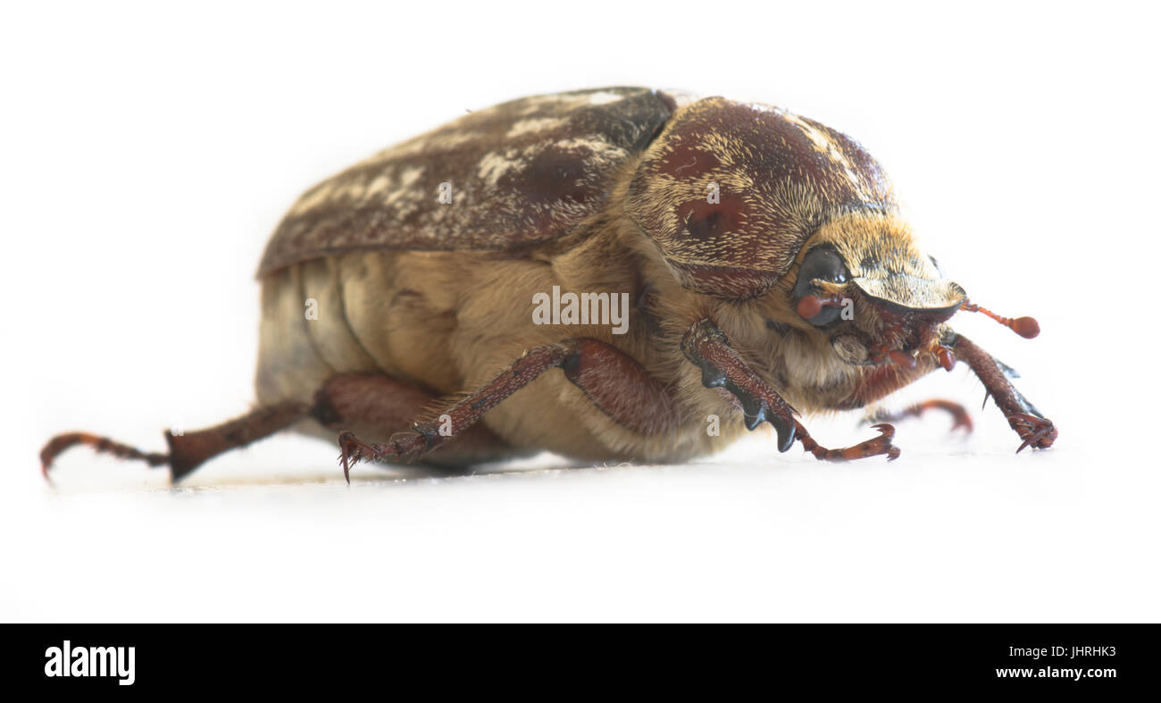 Femmina Polyphylla fullo Foto Stock