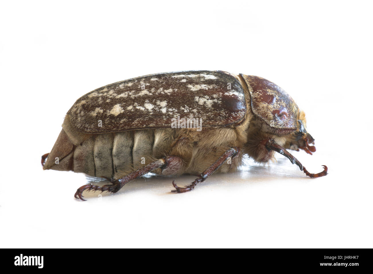 Femmina Polyphylla fullo Foto Stock