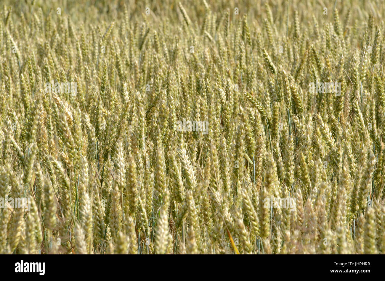 Vista astratta in un campo di grano. Foto Stock