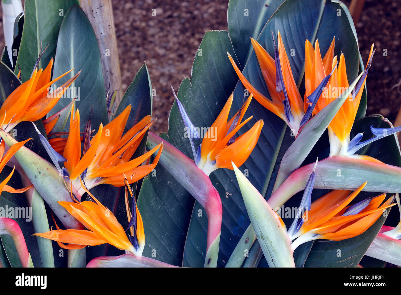 Uccello del paradiso dei fiori per la vendita presso il mercato del sabato Colares vicino a Sintra Portogallo Foto Stock