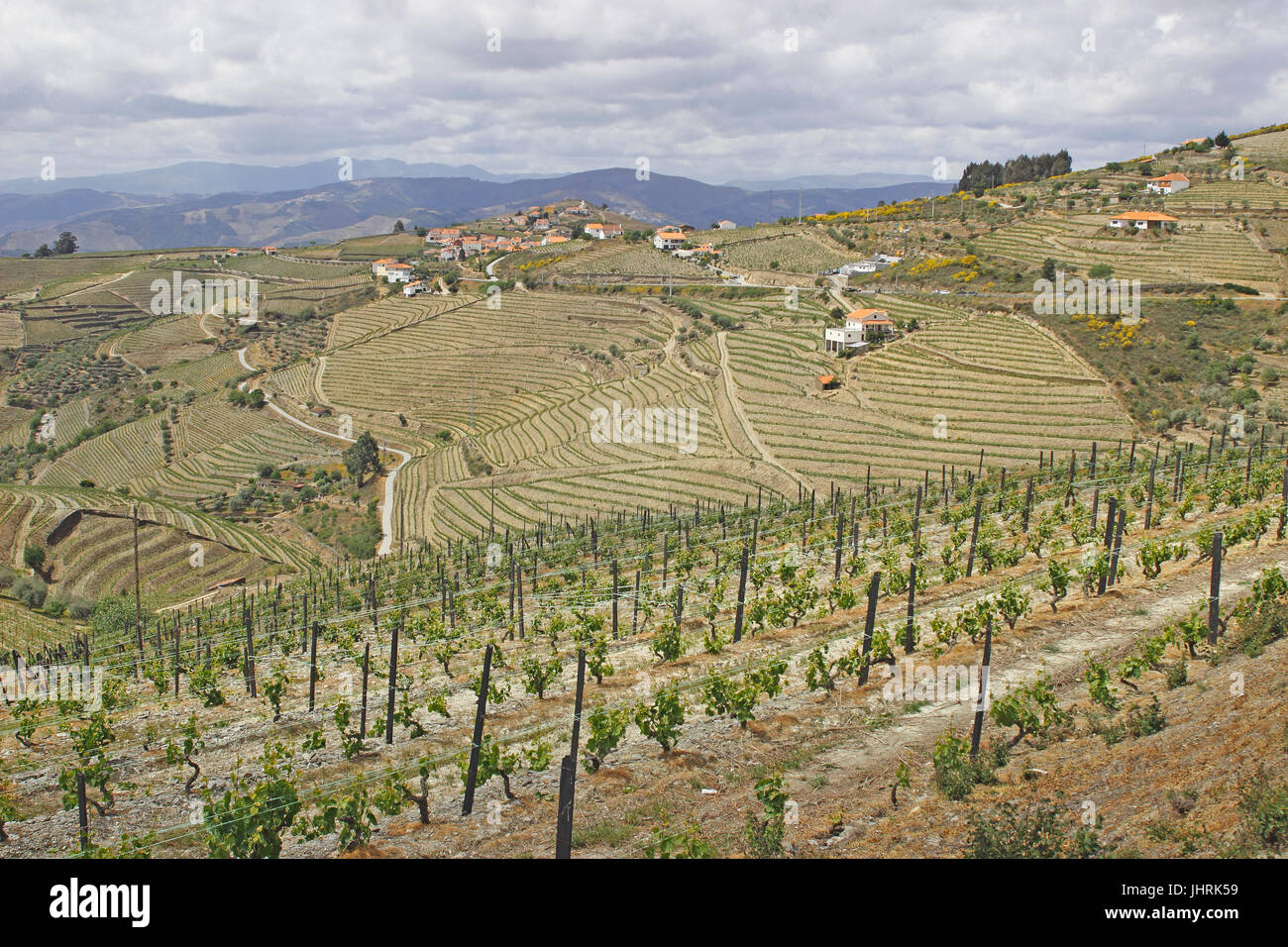 Porta terrazzati vigneti lungo il fiume Douro Portogallo Foto Stock