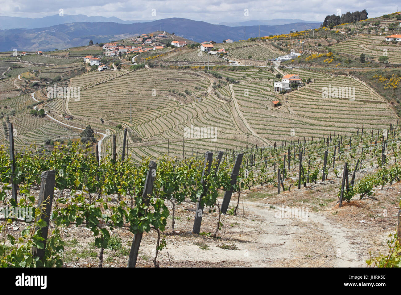 Porta terrazzati vigneti lungo il fiume Douro Portogallo Foto Stock