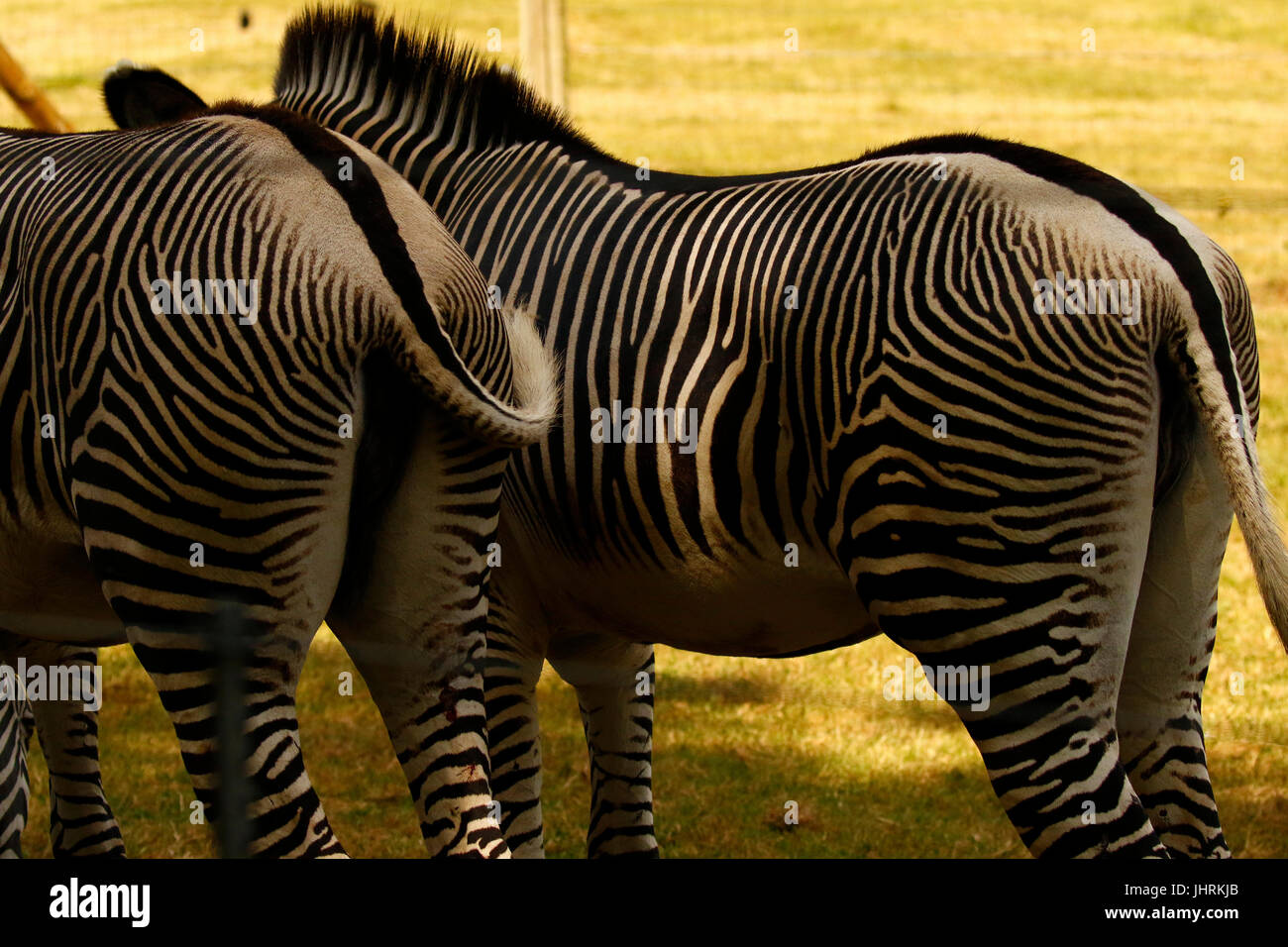 Di Grevy zebre una specie in via di estinzione Foto Stock