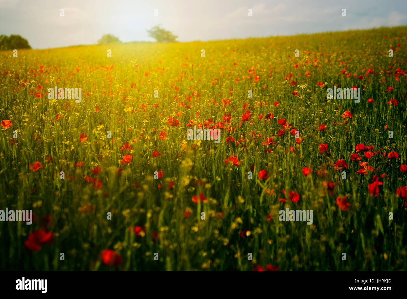 Campo di papavero in sunset Foto Stock