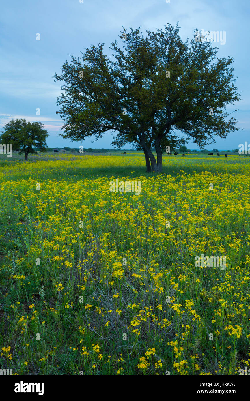 Un campo di ginestra , bistorta (sarothrae Gutierrezia) circondano un lone oak. Questo fiore è spesso un'indicazione di overgrazed terreni e condizioni di siccità. Foto Stock