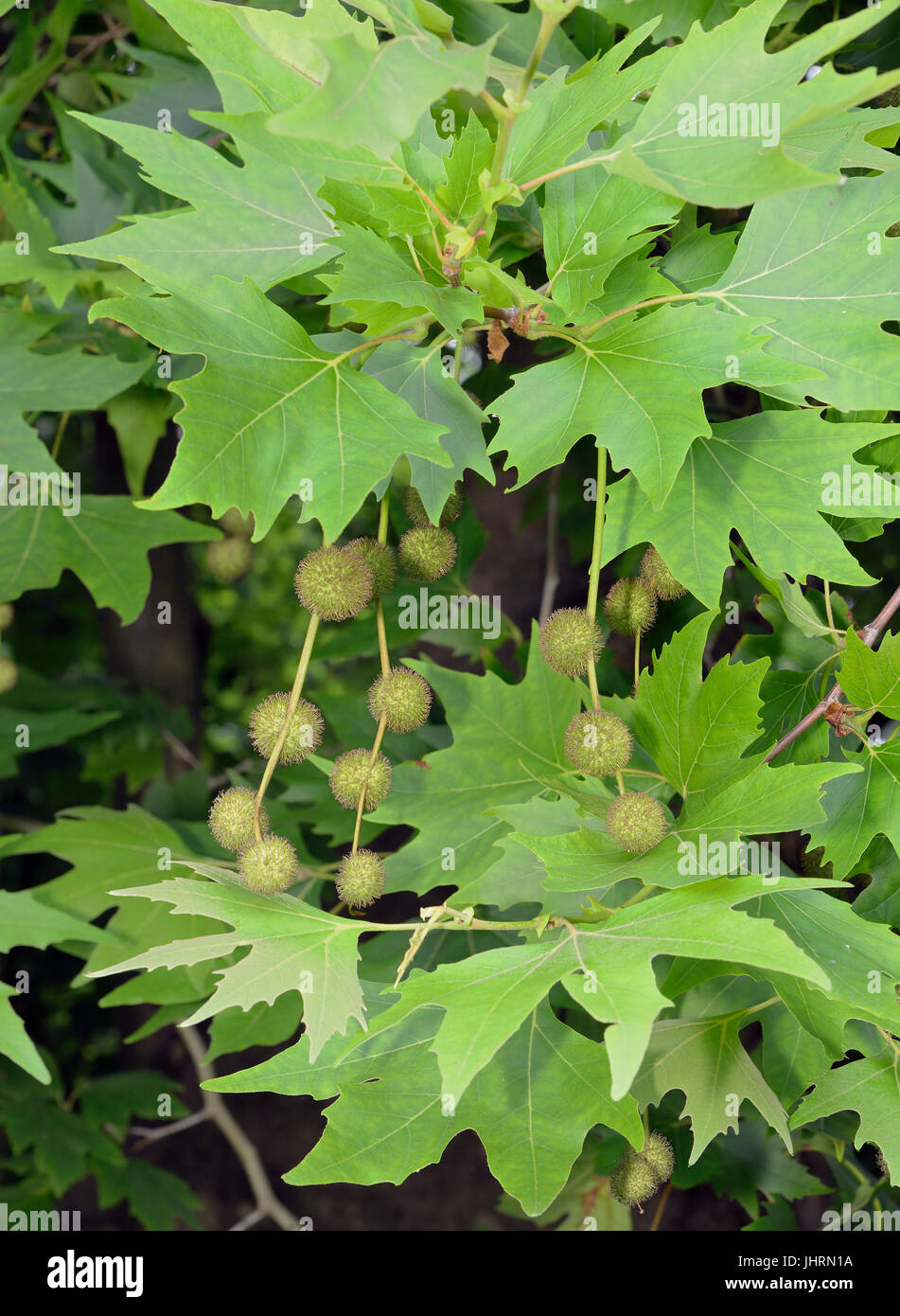 London Plane Tree - platanus acerifolia × (Platanus × hispanica) foglie e frutta Foto Stock