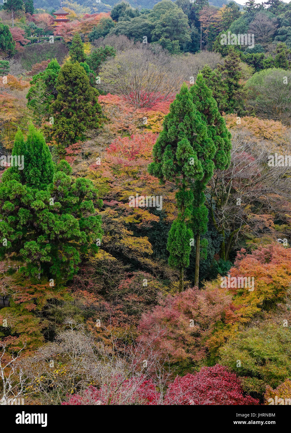 Molti alberi di autunno a Kiyomizu-dera a Kyoto, in Giappone. Kyoto è servita come capitale del Giappone e l'imperatore residence da 794 fino al 1868. Foto Stock