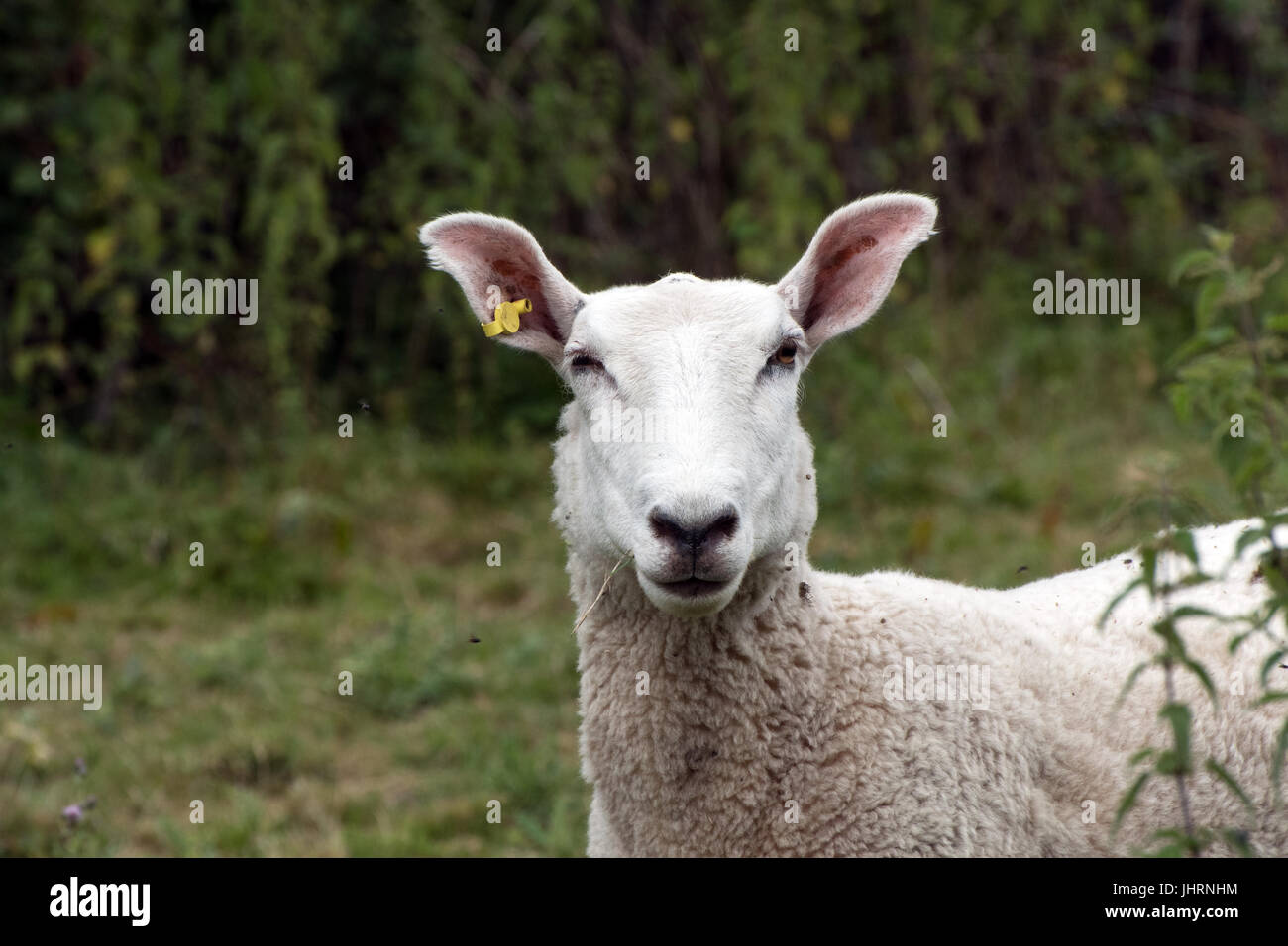 Conservazione il pascolo di ovini in valle allentati area di conservazione, Maidstone, Kent, Regno Unito Foto Stock