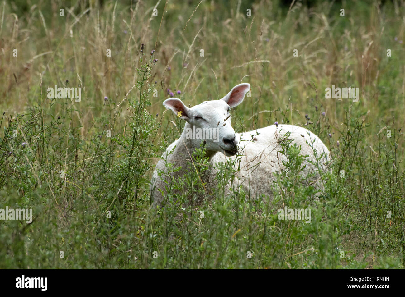Conservazione il pascolo di ovini in valle allentati area di conservazione, Maidstone, Kent, Regno Unito Foto Stock
