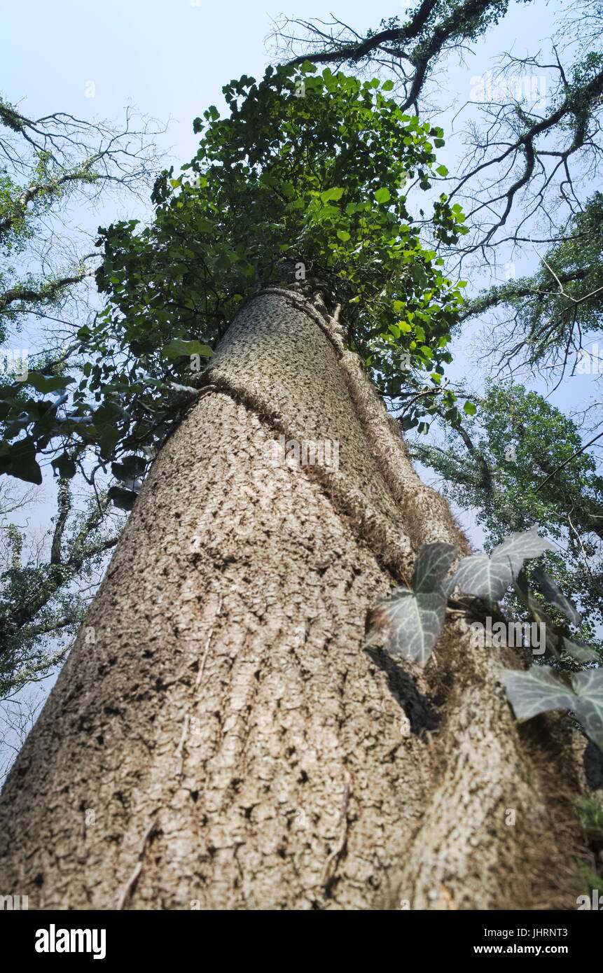 Albero Gigante da sotto di una giornata di primavera Foto Stock