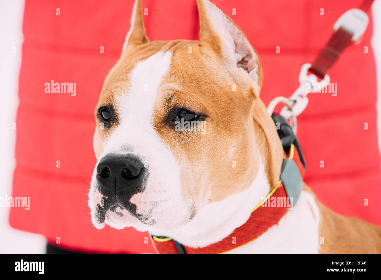 Chiudere Ritratto di cane bellissimo American Staffordshire Terrier Foto Stock