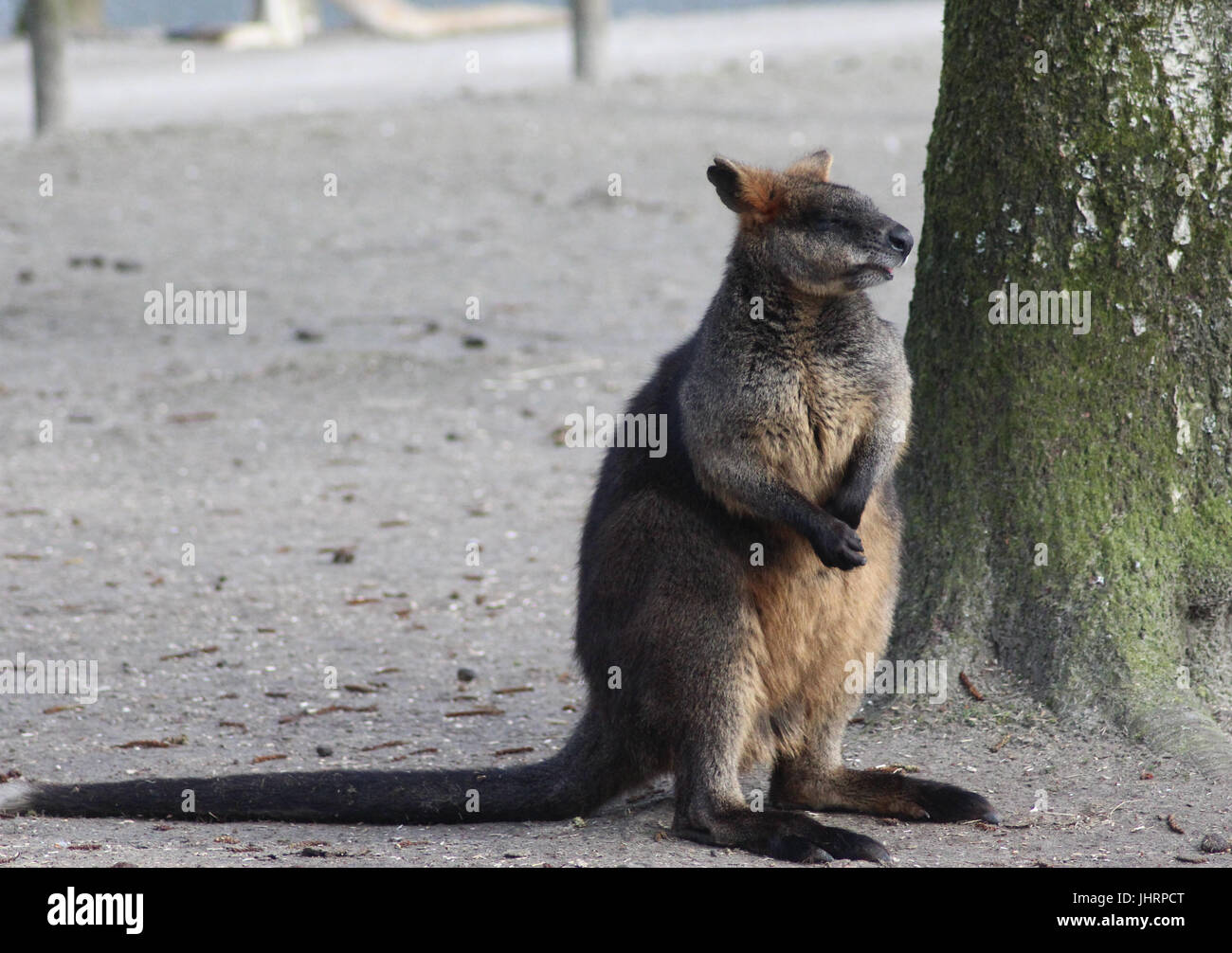 La palude wallaby Wallabia (bicolore) Foto Stock