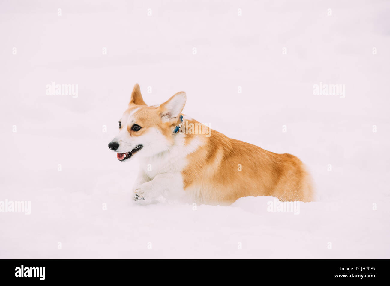 Funny Happy Pembroke Welsh Corgi cane giocando, scorrimento veloce all'aperto nella neve, il cumulo di neve al giorno d'inverno. Corgi gallese è un piccolo Tipo di pastorizia cane che O Foto Stock