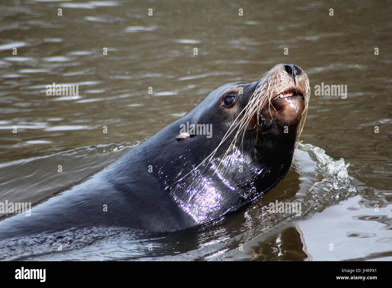 Il leone marino della California Foto Stock