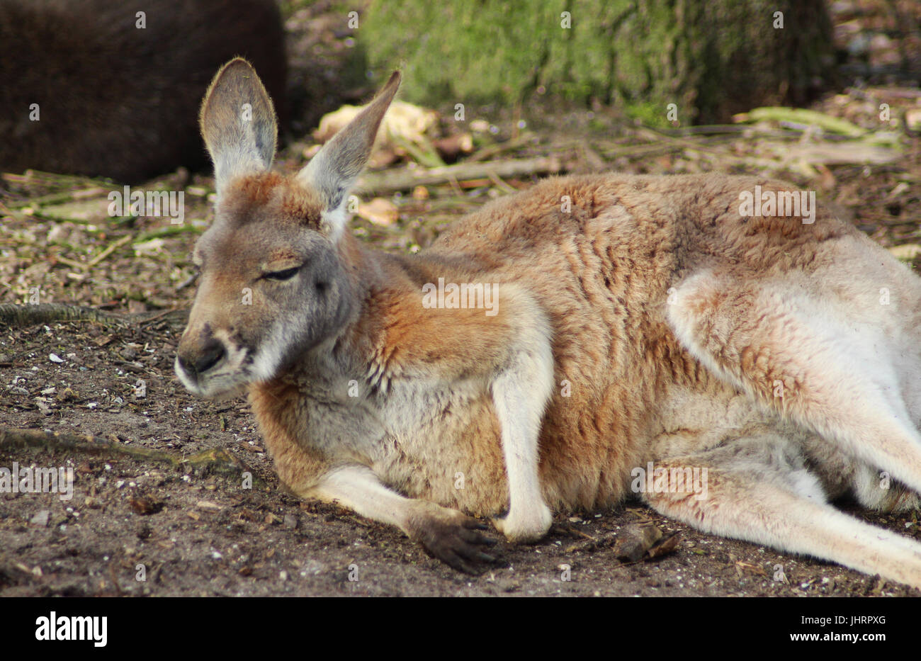 Canguro rosso (Macropus rufus) Foto Stock