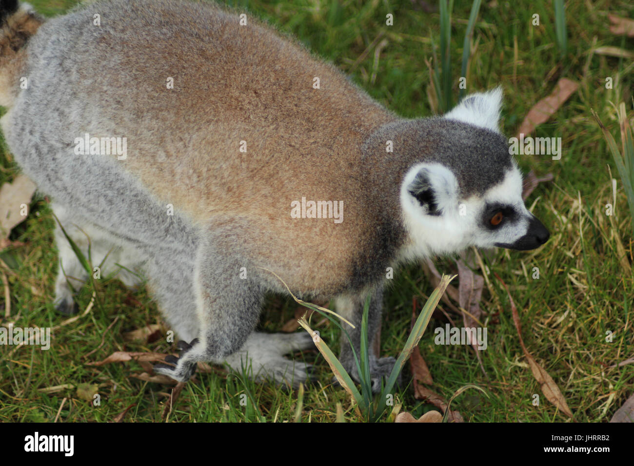L'anello-tailed lemur (Lemur catta) Foto Stock