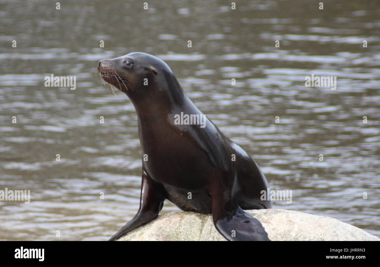 Il leone marino della California Foto Stock