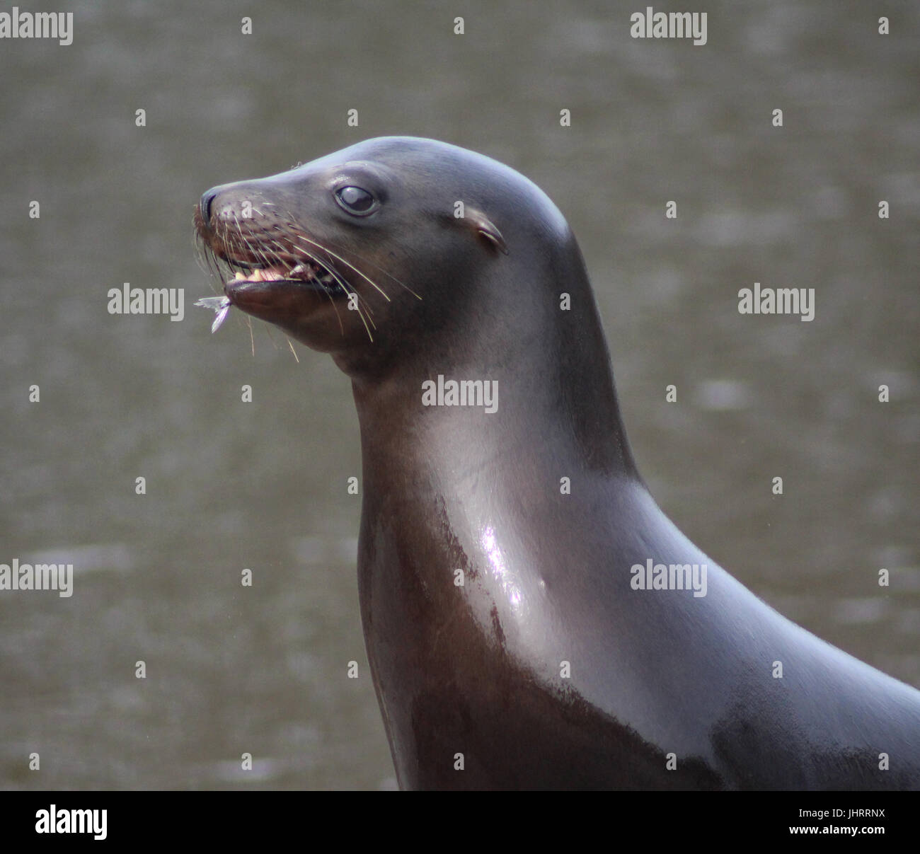 Il leone marino della California Foto Stock
