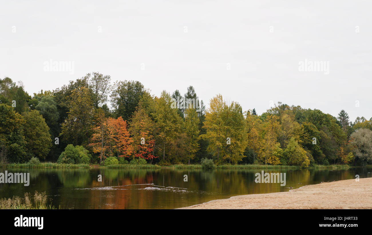 In autunno gli alberi con la riflessione in un piccolo lago nel cludy mattina Foto Stock