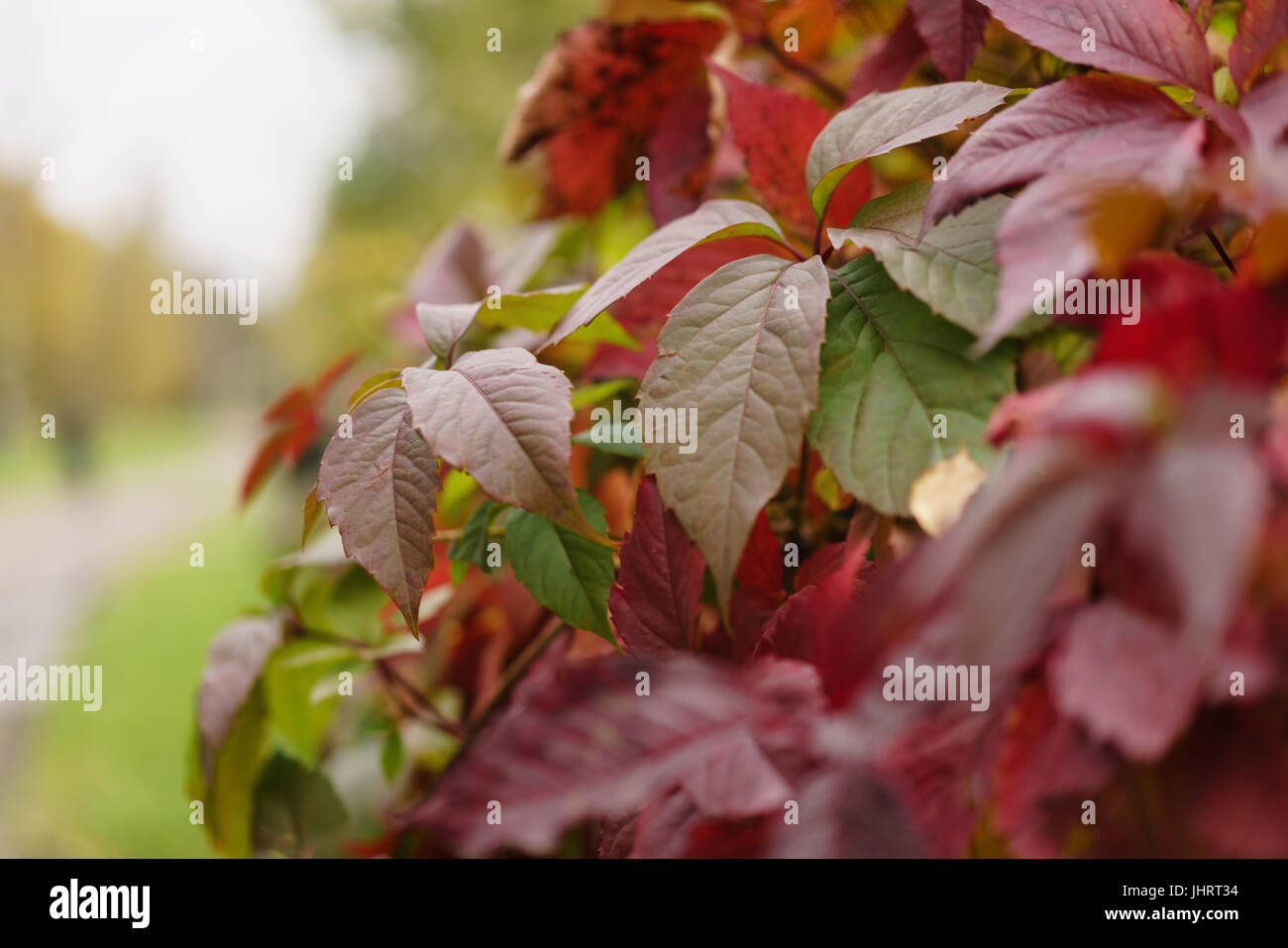 Viola virginia superriduttore Foglie di autunno closeup Foto Stock