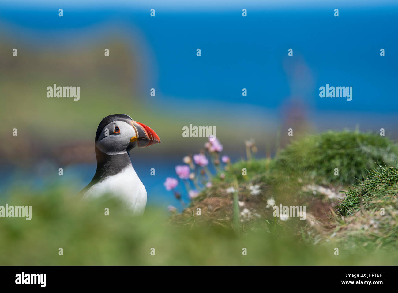 Puffin sull isola di Lunga, Scozia, Luglio 2017 Foto Stock