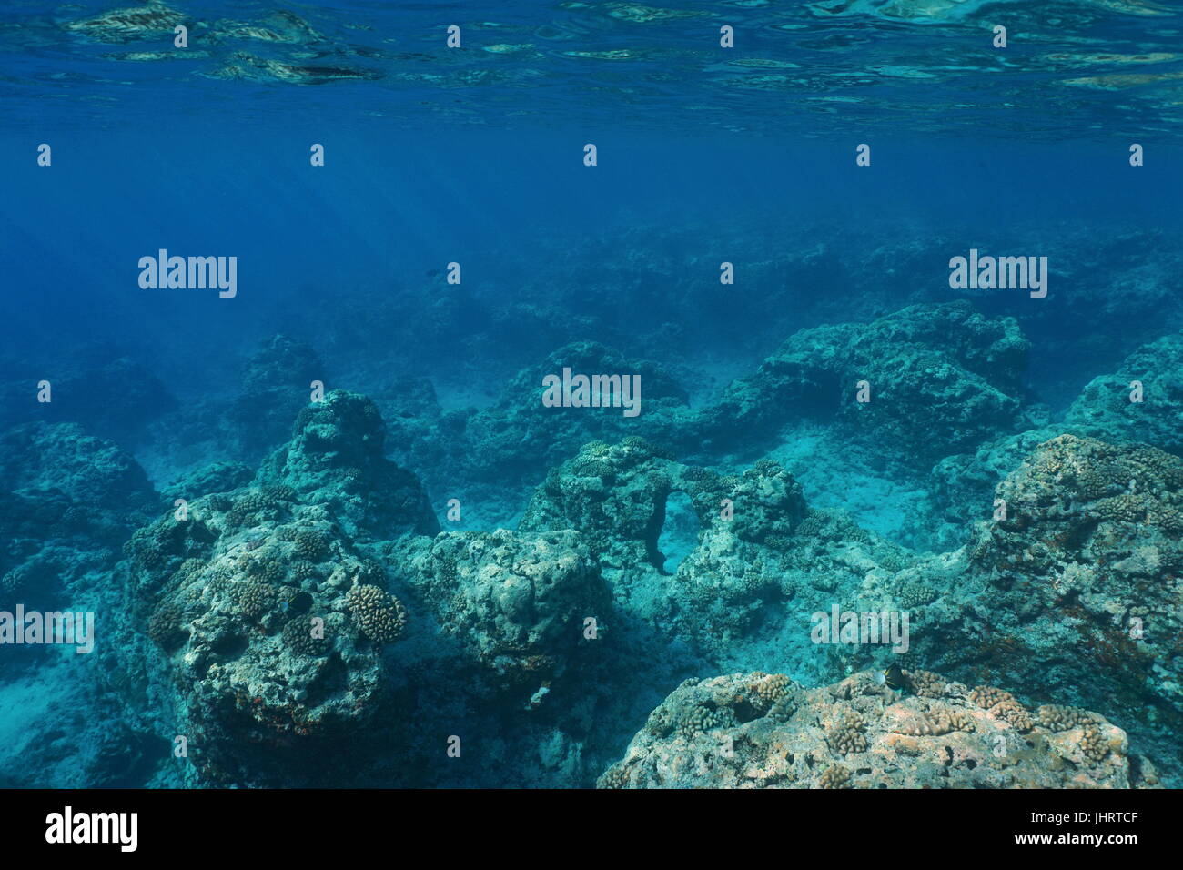 Paesaggio sottomarino fondale roccioso con coralli sulla barriera corallina esterna pendenza, oceano pacifico ,Moorea, Polinesia Francese Foto Stock