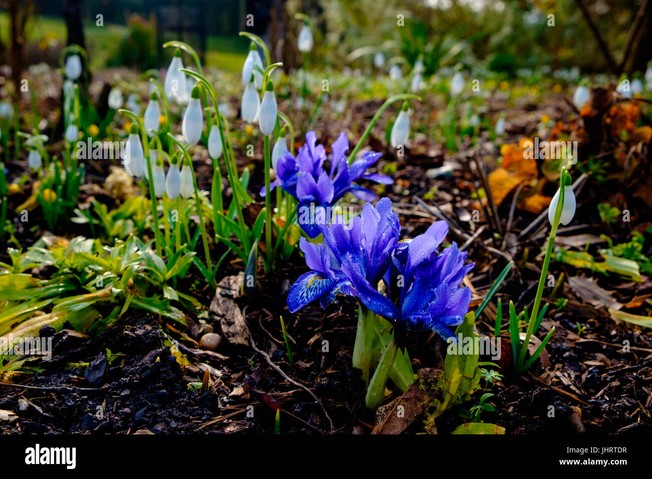 Iris e snowdrops in un giardino di inverno Foto Stock