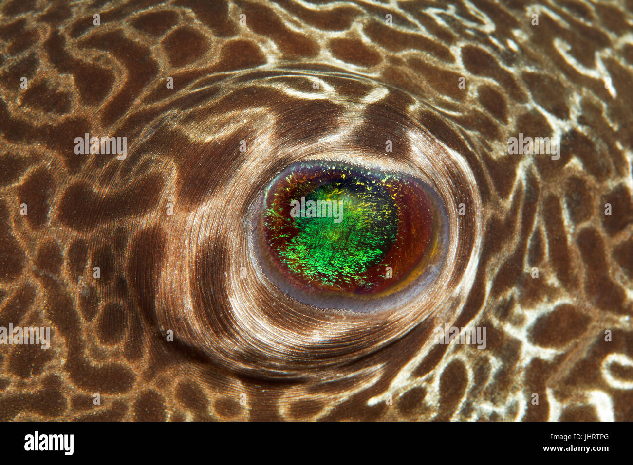 Star puffer (Arothron stellatus), fish eye, dettaglio, Palawan Mimaropa, lago di Sulu, Oceano Pacifico, Filippine Foto Stock